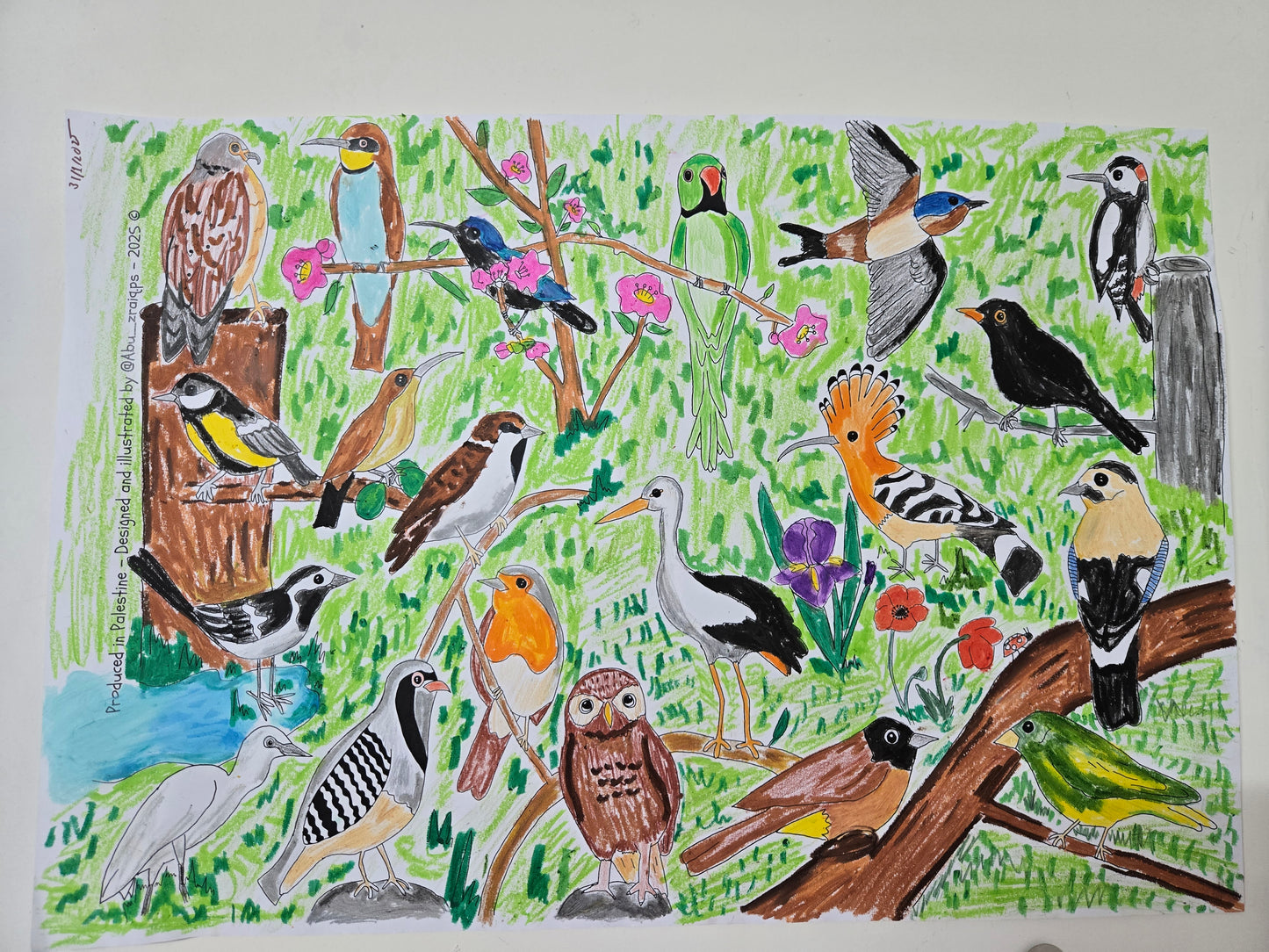 A2 Wild Birds of Palestine Coloring Sheet A4 Coloring Guide Sheet